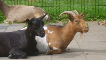 Kinderboerderij 't Brinkie