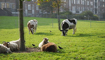 Stadsboerderij de Schildershoeve – Den Haag